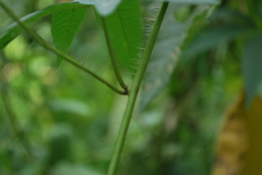 Distimake dissectus edentatus