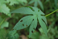 Distimake dissectus edentatus