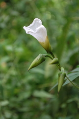 Distimake dissectus edentatus