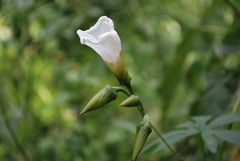 Distimake dissectus edentatus