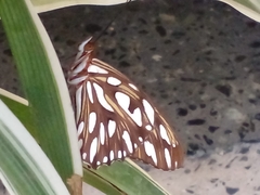 Dione vanillae maculosa