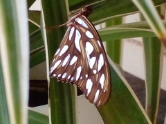 Dione vanillae maculosa