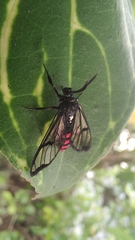 Argyroeides sanguinea