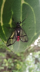 Argyroeides sanguinea