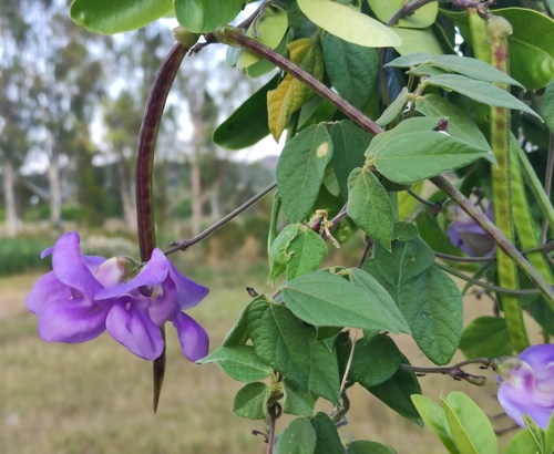 Sigmoidotropis speciosa