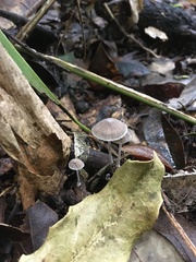 Fungi