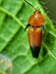 Pachyderes apicalis