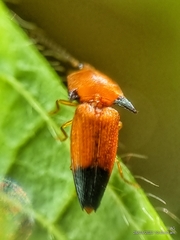 Pachyderes apicalis