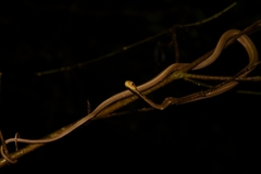 Thamnodynastes pallidus