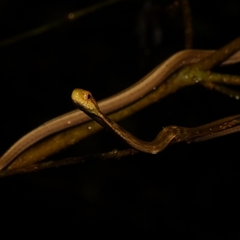 Thamnodynastes pallidus