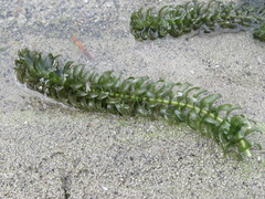 Hydrocharitaceae