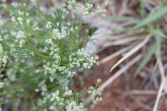 Spermolepis echinata
