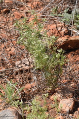 Spermolepis echinata