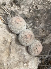 Mammillaria lasiacantha