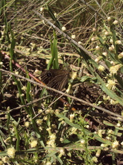 Pampasatyrus gyrtone