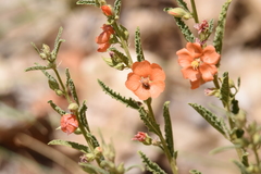 Spermolepis echinata