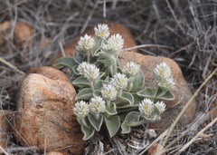 Gomphrena caespitosa