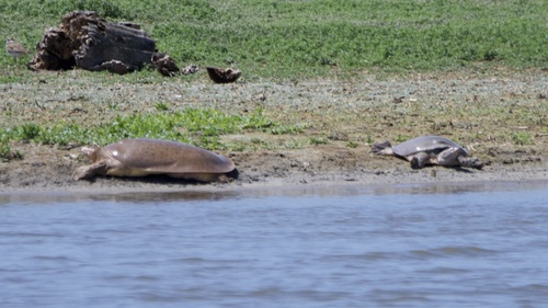 iNaturalist observation photo of American Softshells