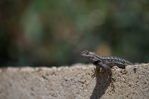 iNaturalist observation photo of Western Fence Lizard