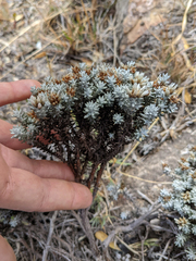 Image of Chionolaena lavandulifolia