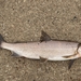 Lake Whitefish - Photo (c) Jacob Collison, some rights reserved (CC BY-NC), uploaded by Jacob Collison