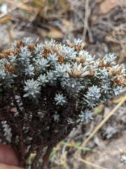 Gnaphaliothamnus lavandulifolius