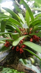 Specklinia