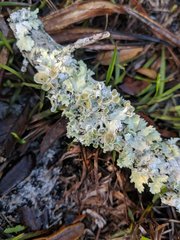 Parmotrema subrigidum