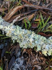 Parmotrema subrigidum