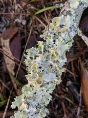 Parmotrema subrigidum