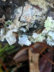 Parmotrema subrigidum