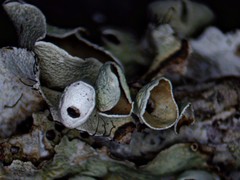 Parmotrema subrigidum