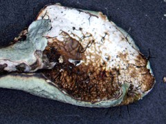 Parmotrema subrigidum