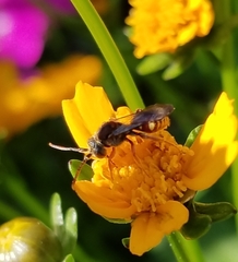 Nomada
