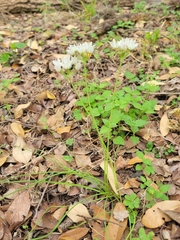 Allium fraseri