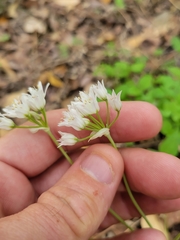 Allium fraseri