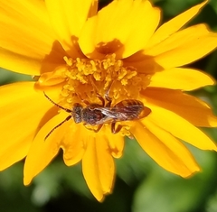 Nomada