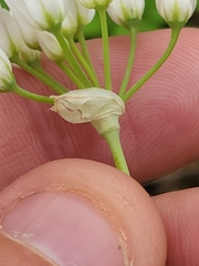 Allium fraseri