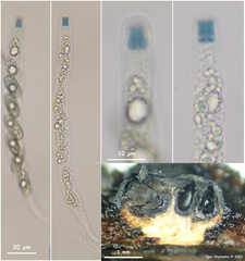 Entoleuca mammata