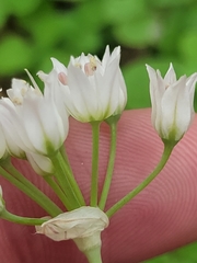 Allium fraseri