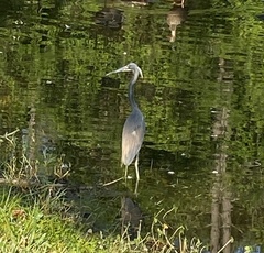 Egretta tricolor image