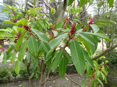 Daphniphyllum macropodum
