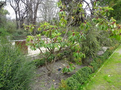 Daphniphyllum macropodum