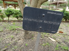 Daphniphyllum macropodum