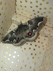 Polythysana cinerascens