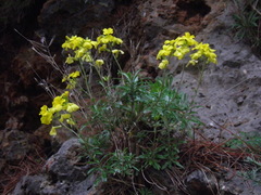 Erysimum corinthium
