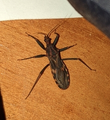 Opisthacidius