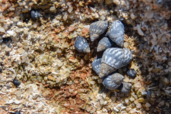 Echinolittorina placida