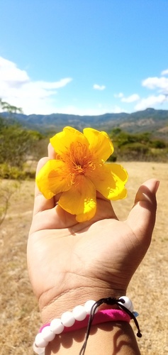 Cochlospermum vitifolium image