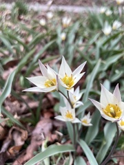 Tulipa bifloriformis